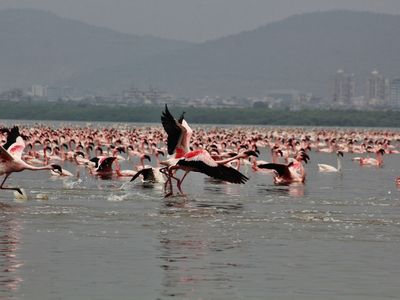 There's a lot more pink in the water during the annual flamingo migration to Mumbai this winter.