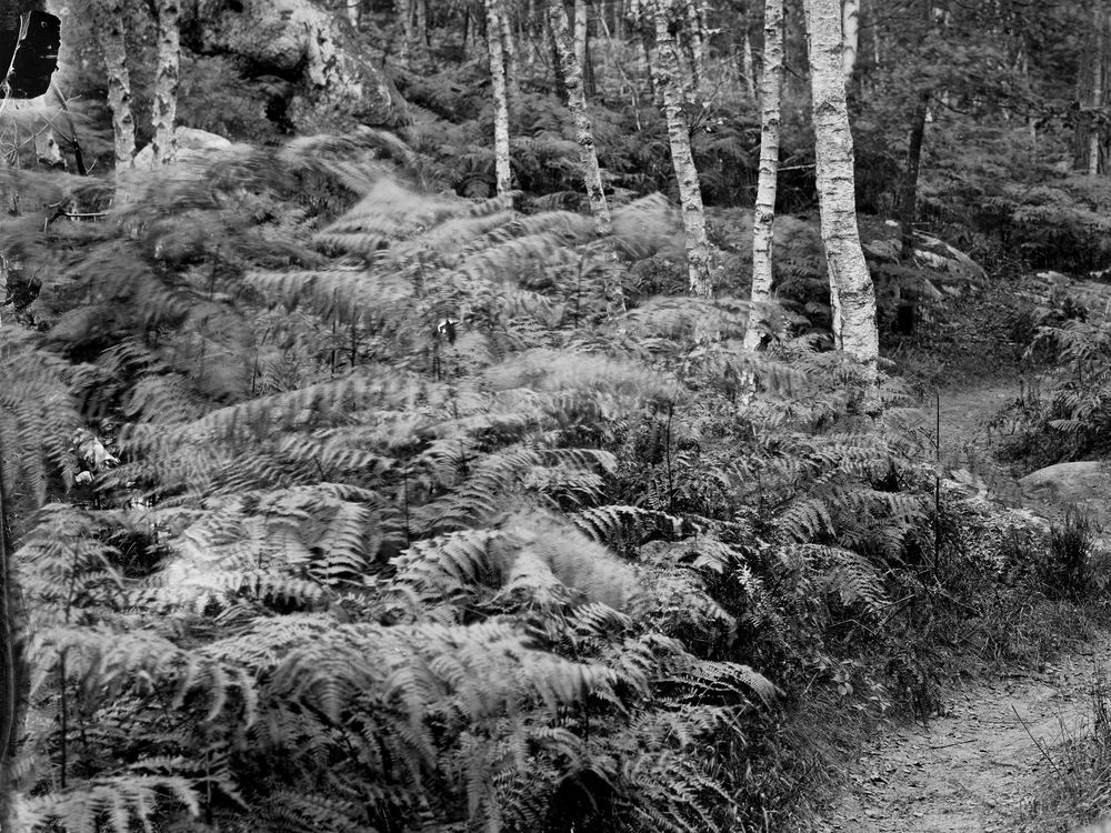 social footpath weaves through ferns and trees on Denecourt Trail No. 6
