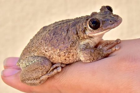 Corythomantis greeningi frogs carry potent venom in their pouts.