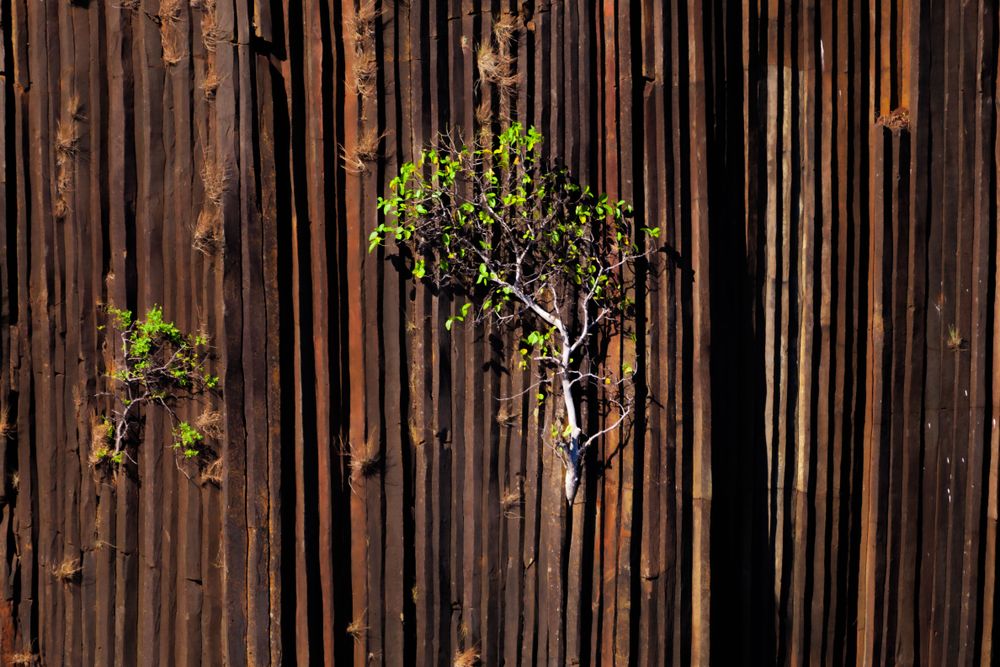 Vegetation clings to the columnar basalt cliffs of Nosy Mitsio, Madagascar. Formed by slow cooling lava, these towers offer rare footholds for plant life. I photographed them while documenting the Madagascar Research and Conservation Institute and training as a rescue diver.
