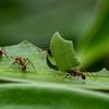 Leafcutter ants_cover