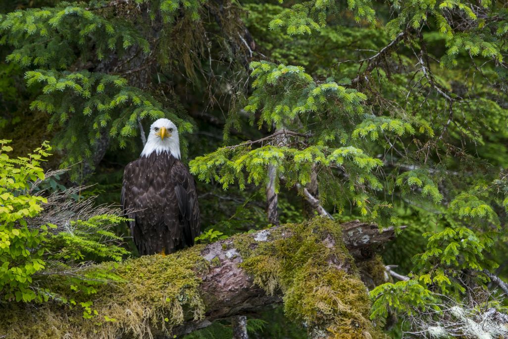 A bald eagle sits on a moss-covered tree in Tongass National Forest