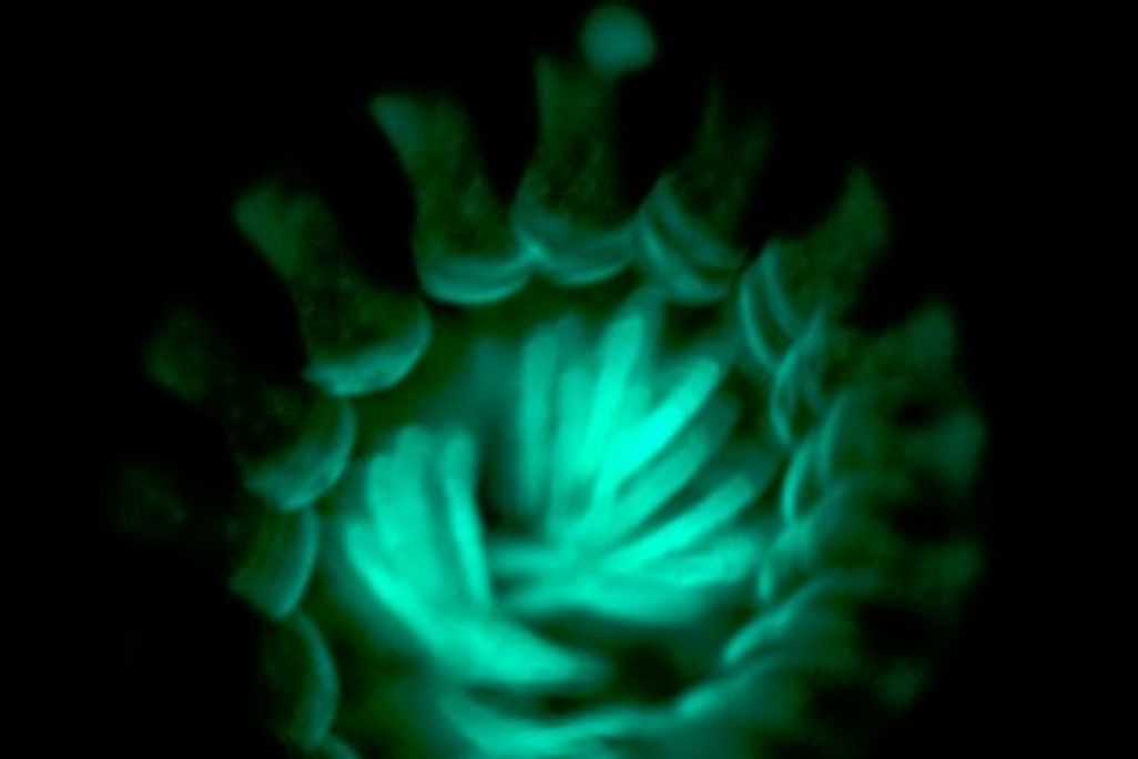 A long exposure of a Motyxia millipede highlights its greenish-blue glow