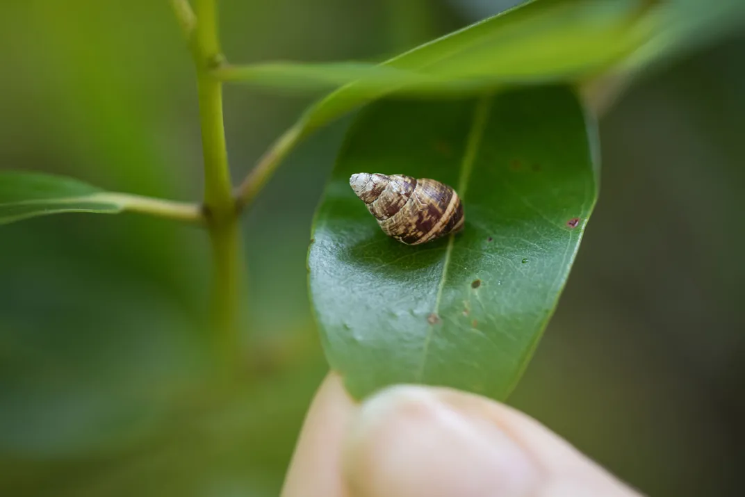 Hawai‘i's Last Dunes Are Home to Species Found Nowhere Else on the Planet