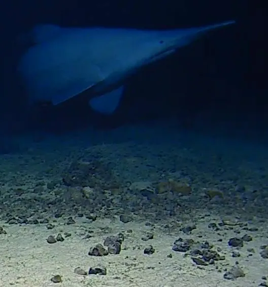 Dark underwater image showing a shark with a long snout
