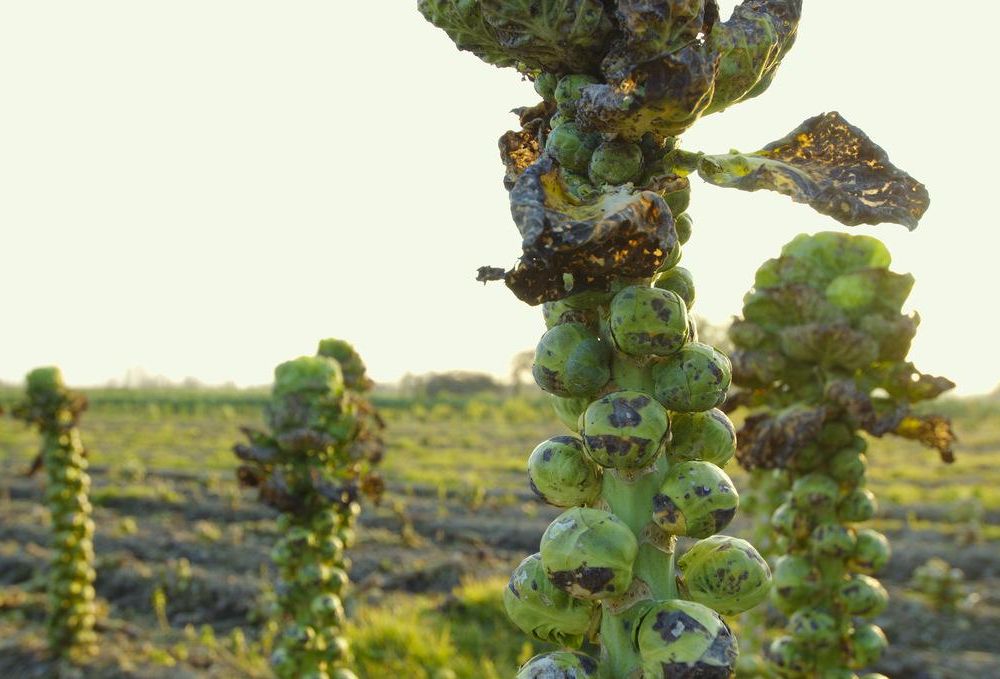 Brussels Sprouts ready for harvest