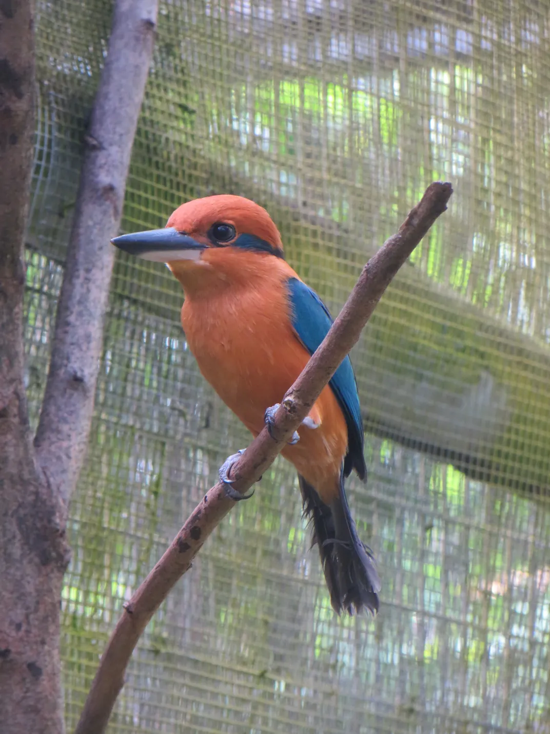 an adult male guam kingfisher on a branch in captivity. It has a broad bill, cinnamon-orange feathers across its head and body, and blue wings, tail and eye stripe
