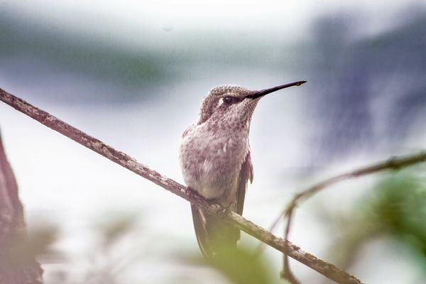 Lone hummingbird. thumbnail