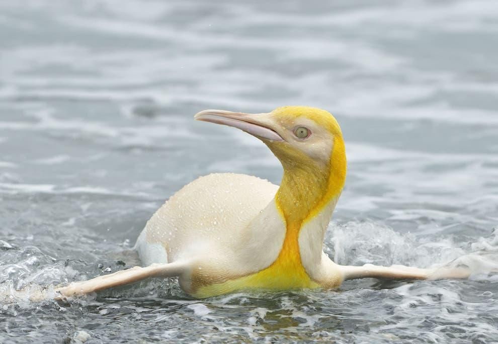A king penguin with yellow plumage is seen swiming towards the camera 