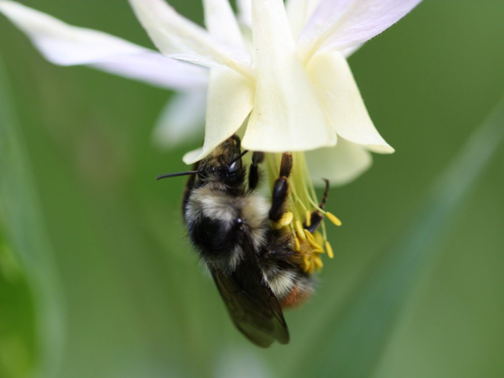 Bumblebees Can Fly Into Thin Air