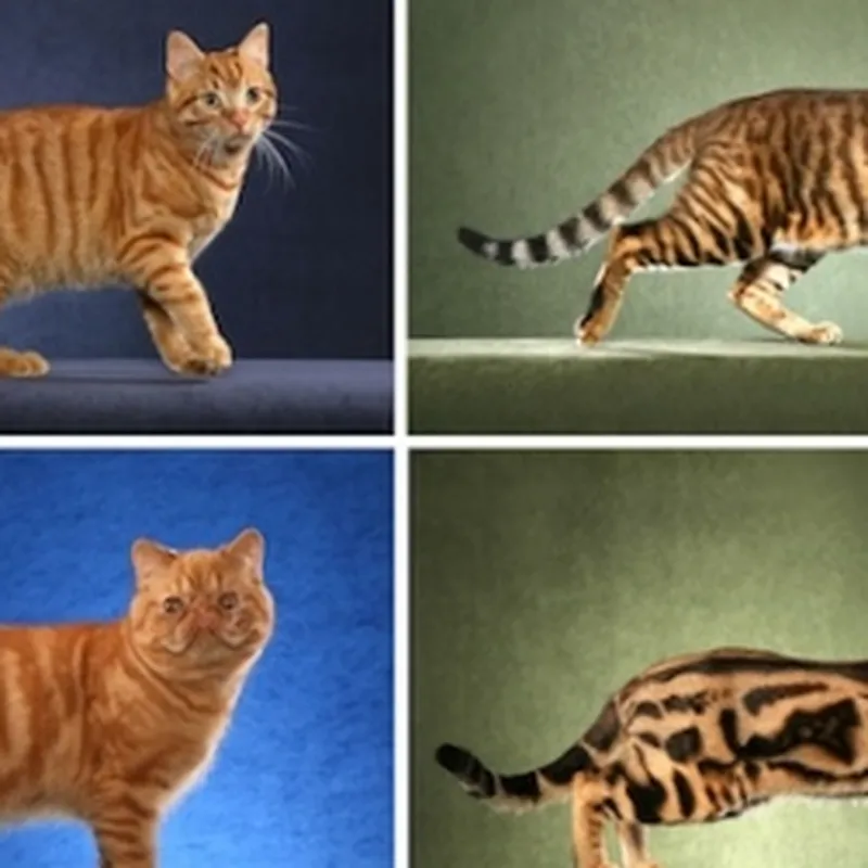 The Taqpep Gene Discovered: The Gene That Determines The Basic Pattern Of  The Tabby Cat