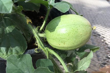 New genetic research finds that the Kordofan melon (pictured), native to Sudan, is the watermelon's closest wild relative. 