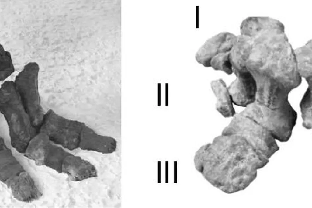 20110520083249ankylosaur-foot.jpg