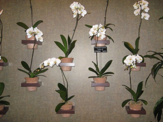 orchid_darwin_museum.jpg