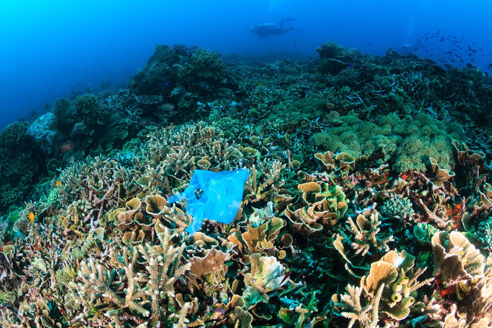 polluted coral reefs