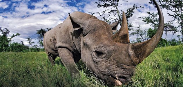 Black rhino in Kenya