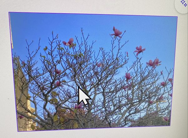 Birds flying around a tree thumbnail