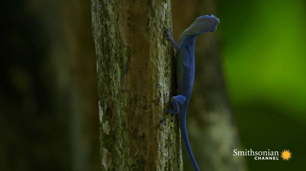 Preview thumbnail for Three-Way Battle: Blue Anole, Basilisk & Boa Constrictor