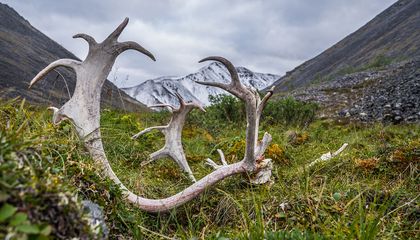 How Conservation Paleobiology Serves as a Guide for Restoring Ecosystems