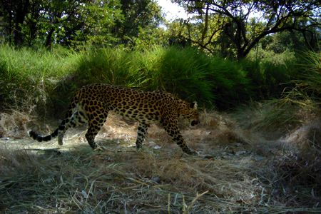 Leopard territory in Southeast Asia has been reduced by 94 percent. 