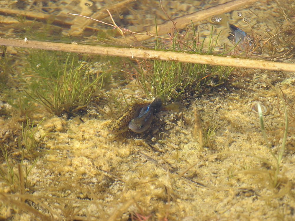 Desert pupfish