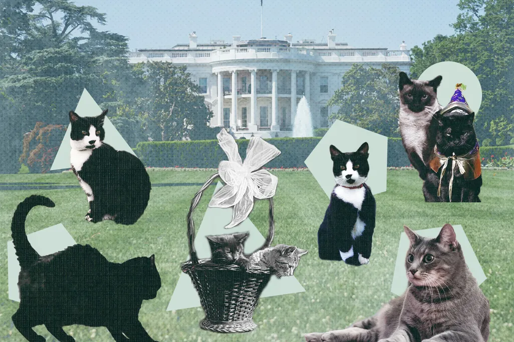 Illustration of First Cats on the White House lawn