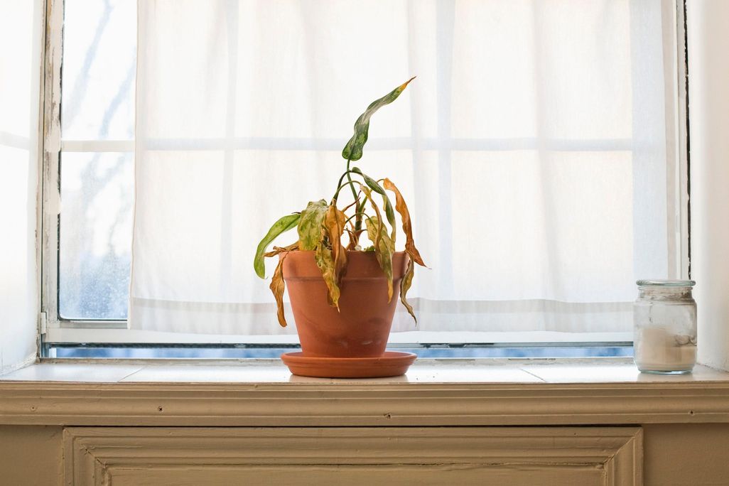 Dead Flowers