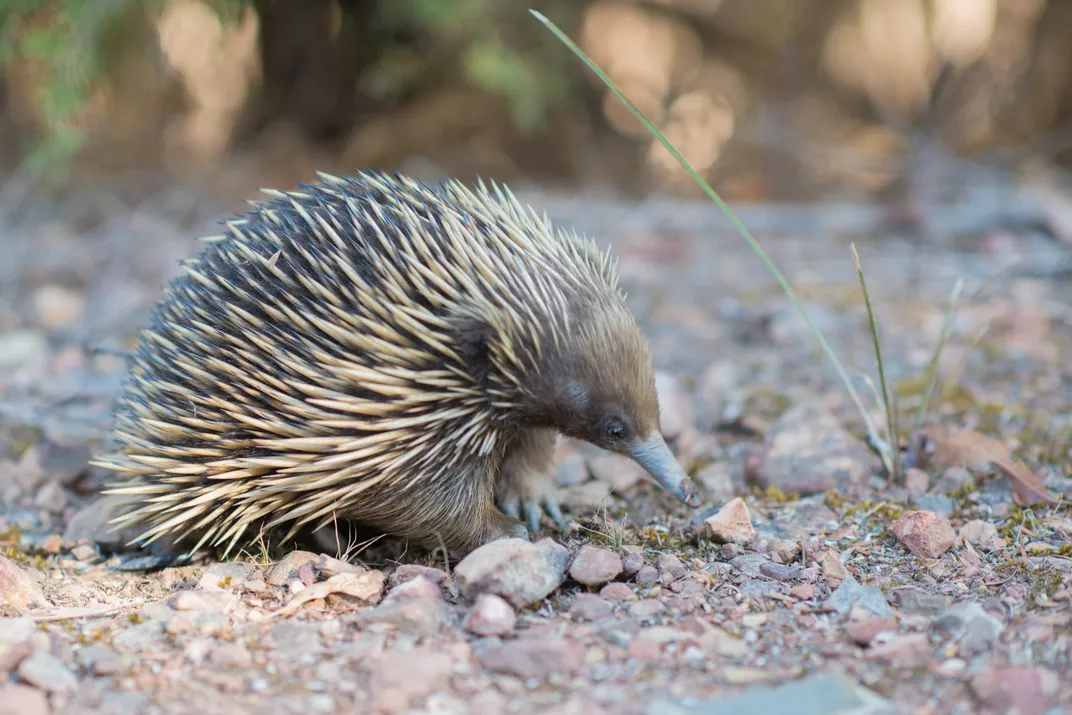 An echidna, a small spiny creature with a long nose, walking on gravel substrate