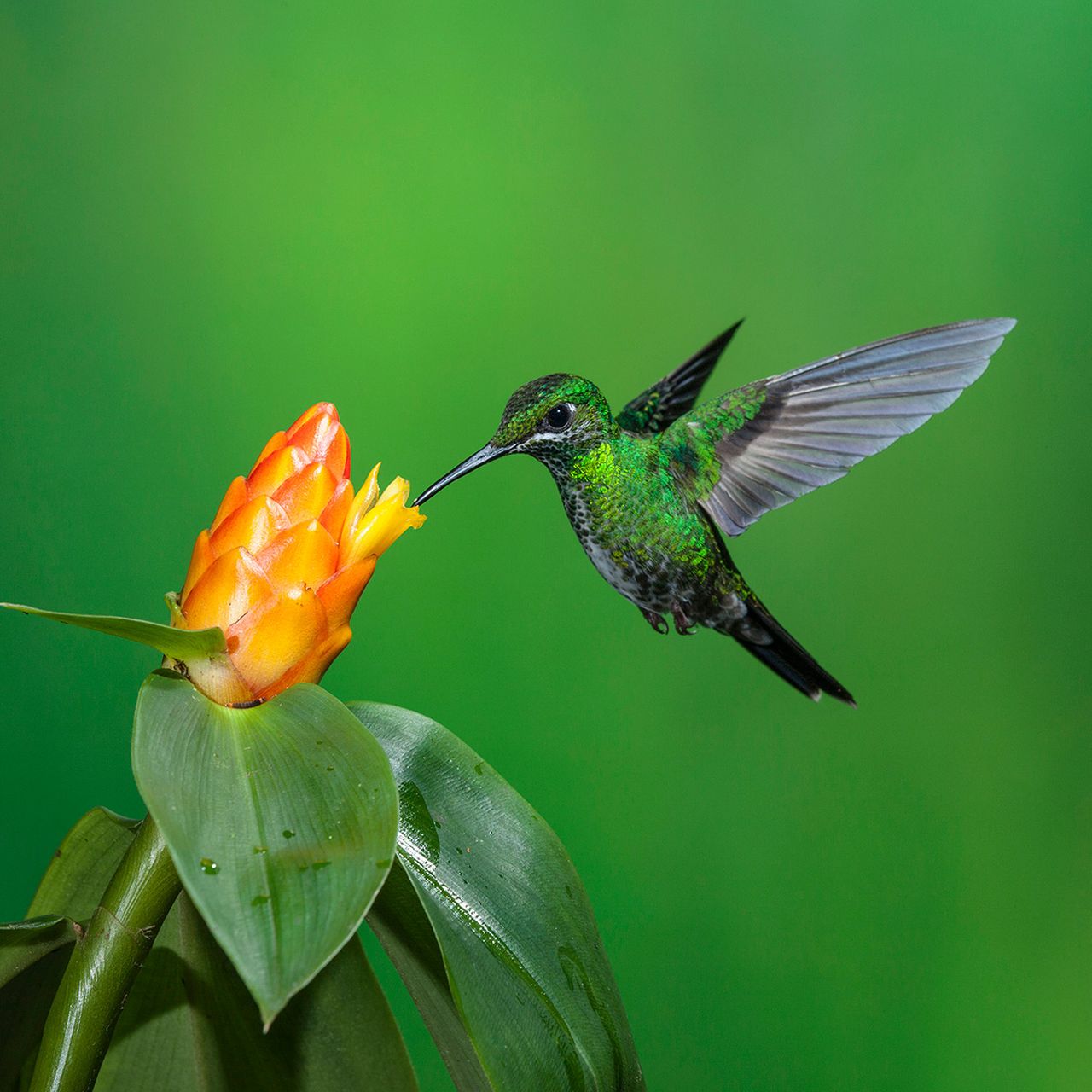 Giant Hummingbird Flying