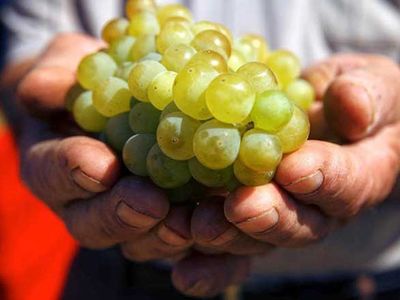 Voskehat, “the queen of Armenian grapes”