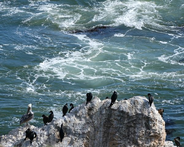 Cormorants and a pelican share a rocky roost thumbnail