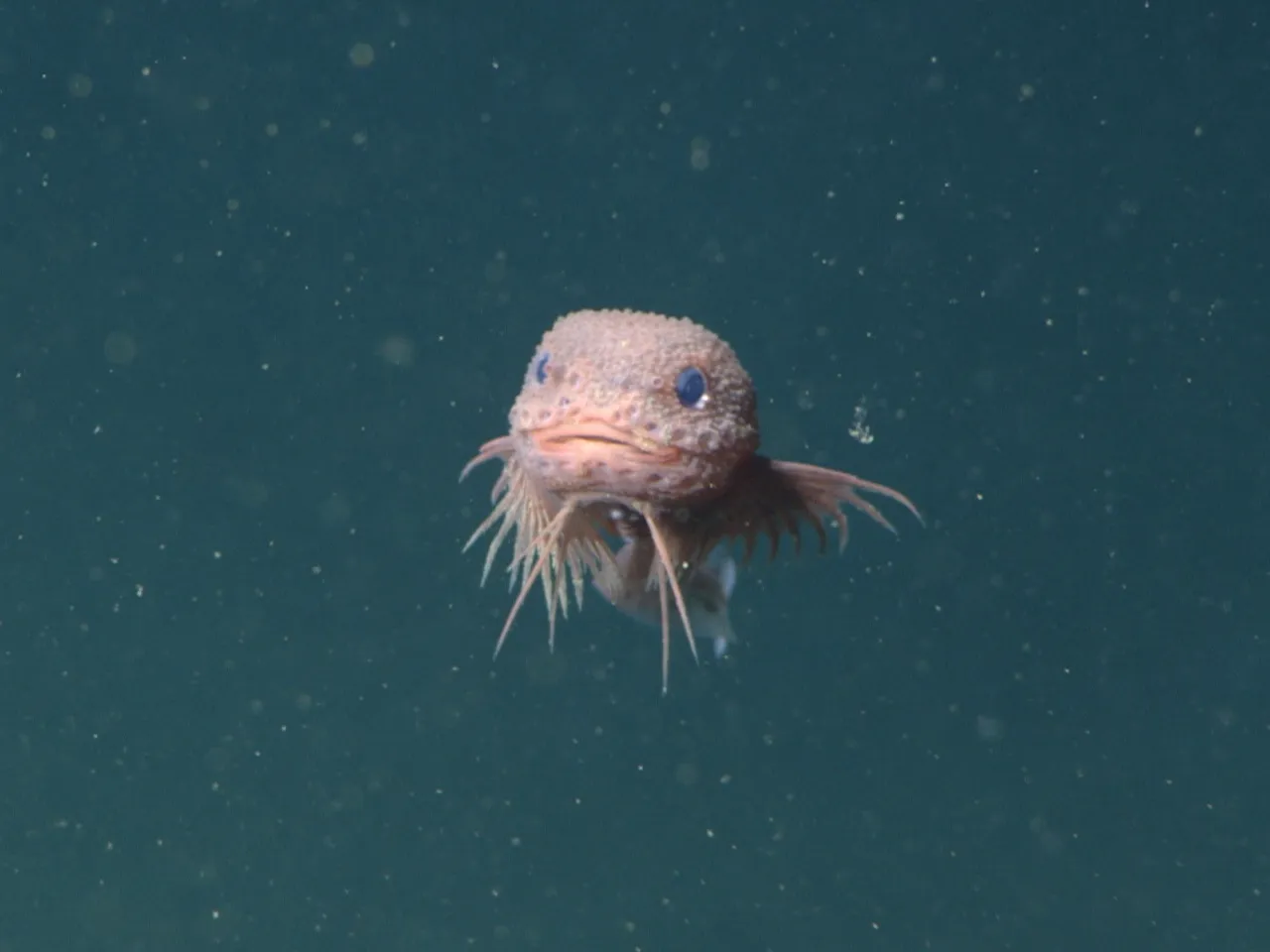 Biologists Discover Surprisingly Cute Deep-Sea Fish Species Off the Coast  of California, image size:1280x960