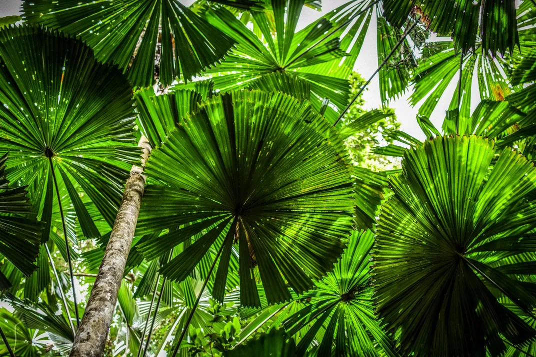 Flora in the Daintree Rainforest