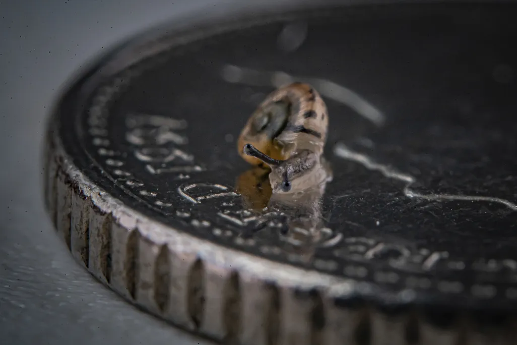 very small snail on a coin