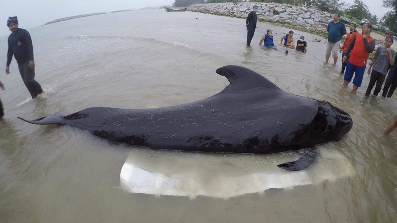 Whale Dies in Thailand With 80 Plastic Bags in Its Stomach