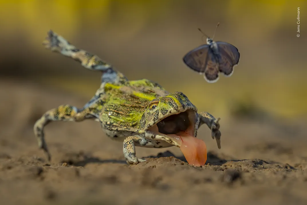 a bullfrog jumps, legs splayed and tongue out, toward a butterfly but misses it