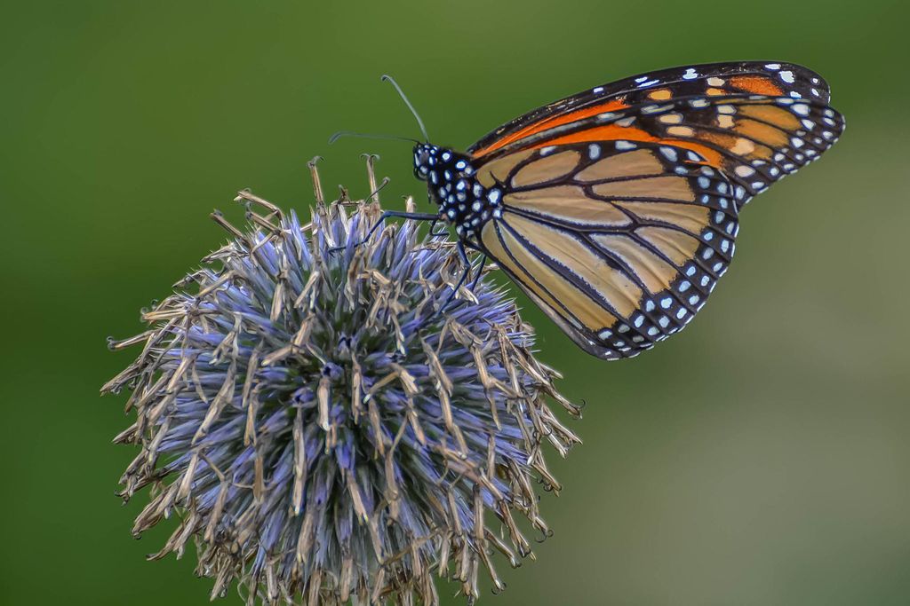 A monarch butterfly sits on a globe thistle on a green background