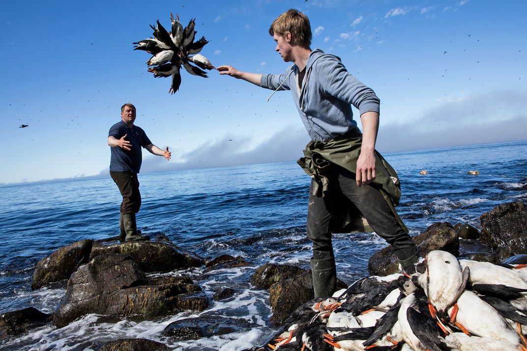 Puffin hunters