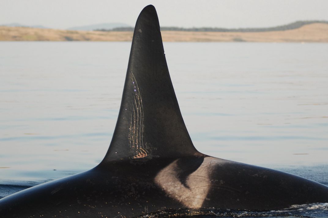 Male Orca in Ocean with Tooth Rake Scars on Its Fin