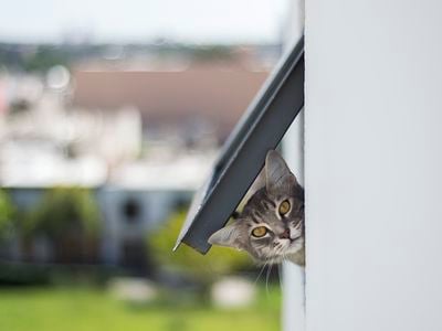 Cat owners can keep themselves, their pets, and wildlife safe by keeping their feline indoors.