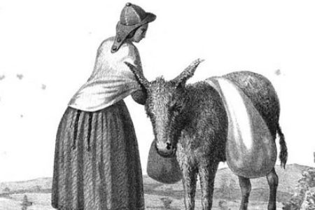 A Bolivian donkey of the 1850s. From Herndon and Gibbon, Exploration of the Valley of the Amazon (1854).