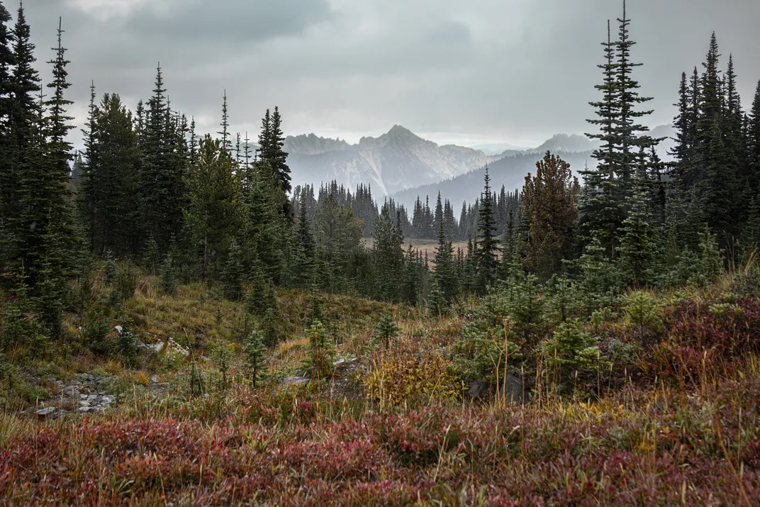 The Cascade red fox’s habitat consists of alpine and subalpine meadows, mainly at the treeline. The meadows, like this one in Mount Rainier National Park, are critical for the foxes’ survival because they contain food sources, such as huckleberries, insec
