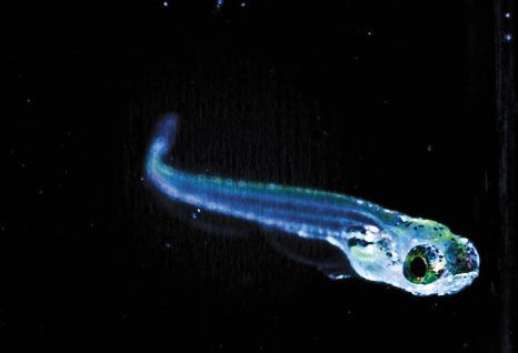 zebra fish