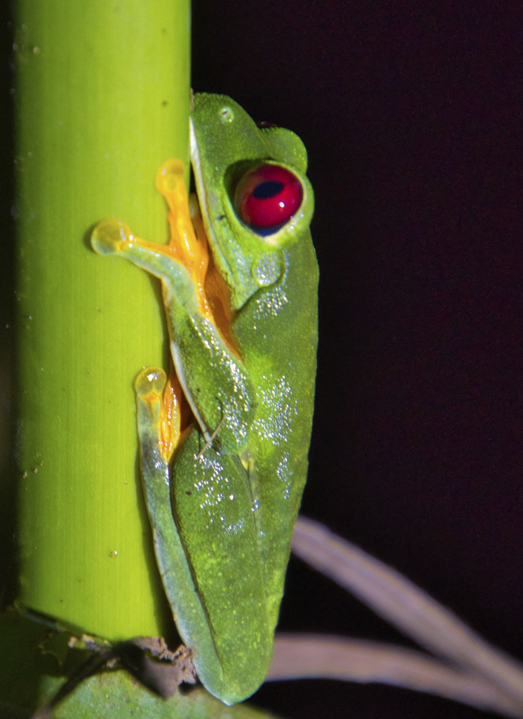 Red-eyed Tree Frog at Night, Manuel Antonio, National Park, Costa Rica ...