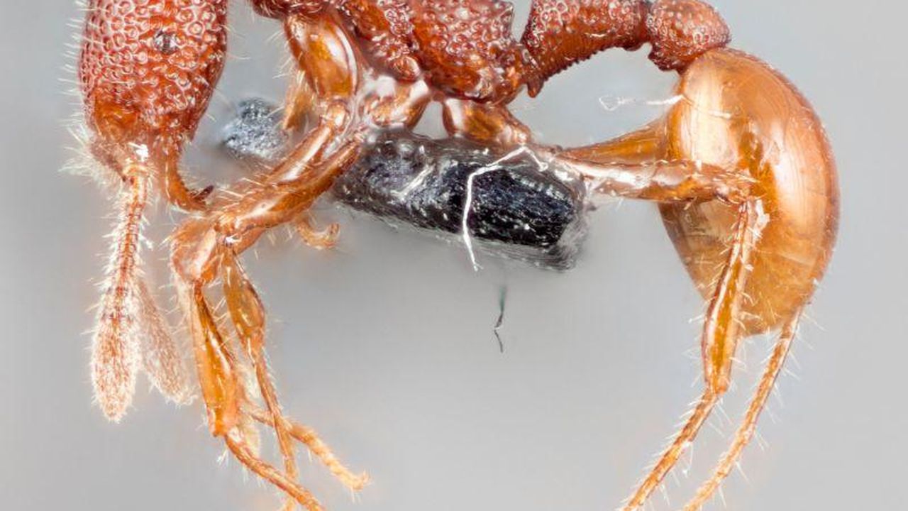 (スー)ANT★REX t_rex_ant.jpg