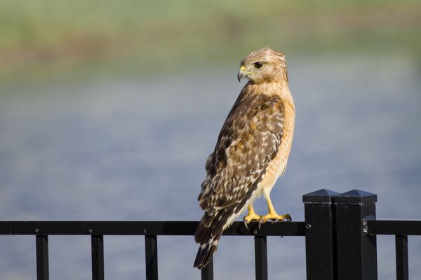 The Visitor; Side View thumbnail