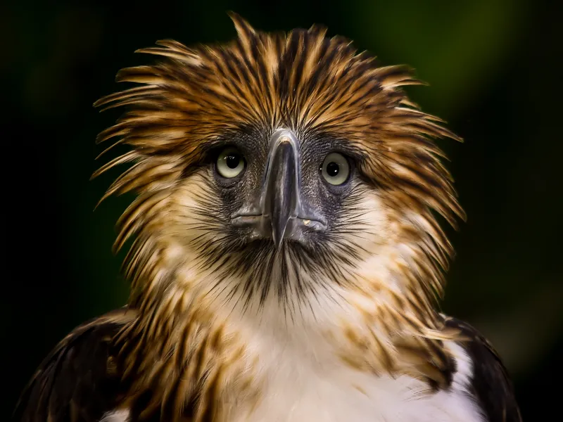 A close up shot of the most endangered specie of eagle, the Philippine ...