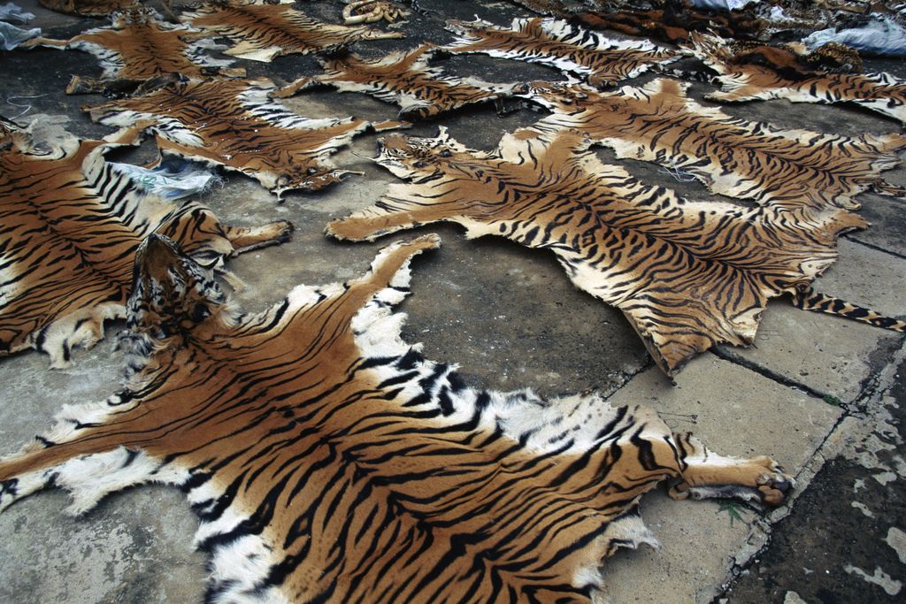 tigers