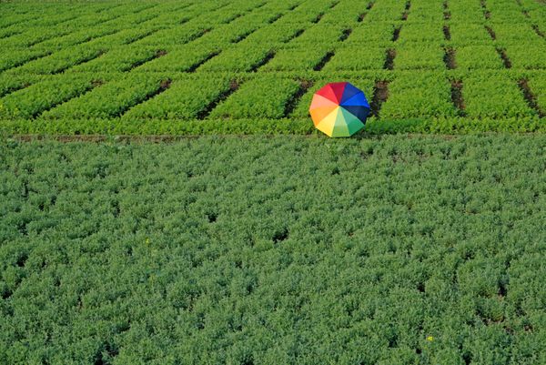 RAINBOW IN THE FIELD thumbnail