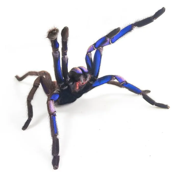 a blue tarantula